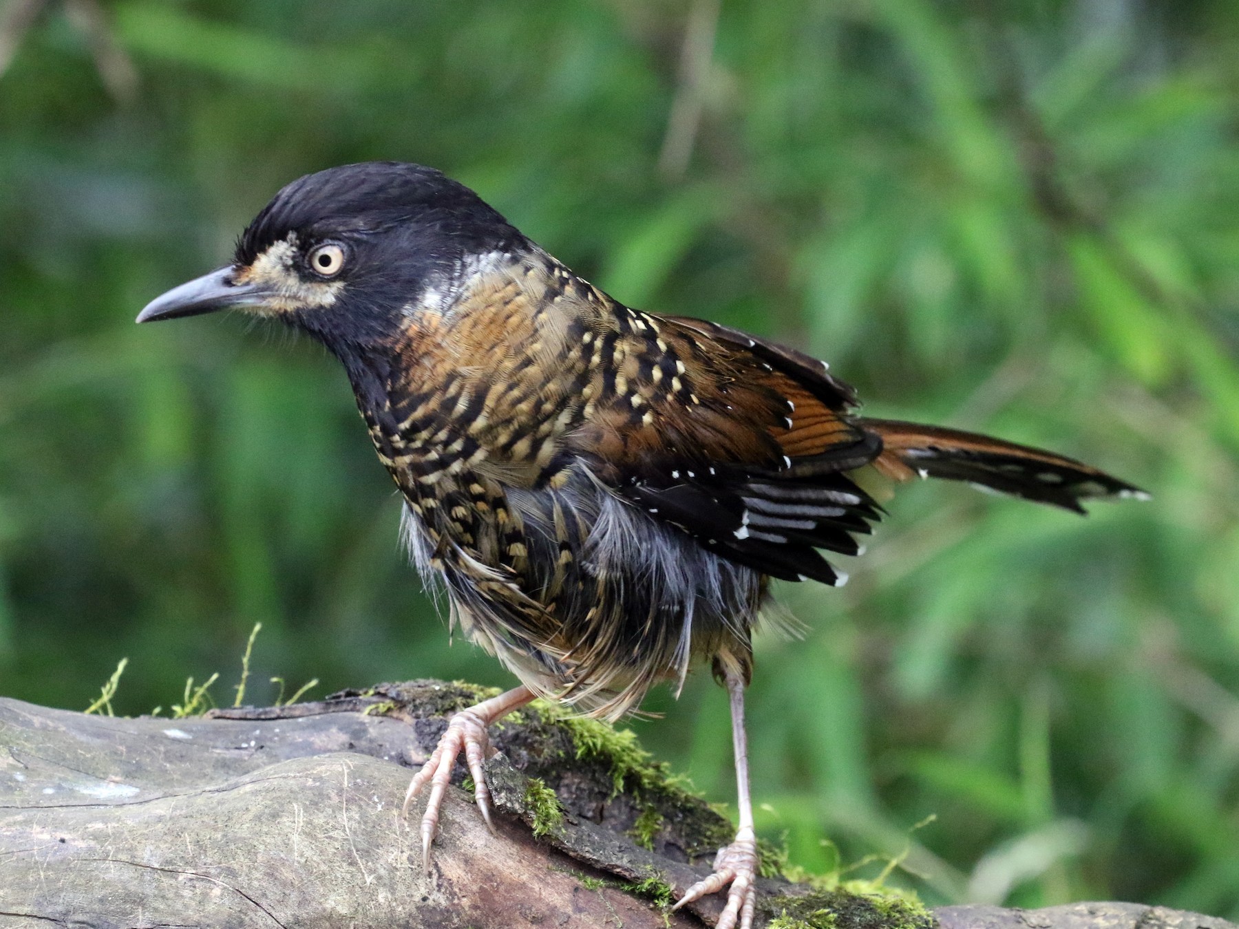 Spotted Laughingthrush - Margaret Bauer
