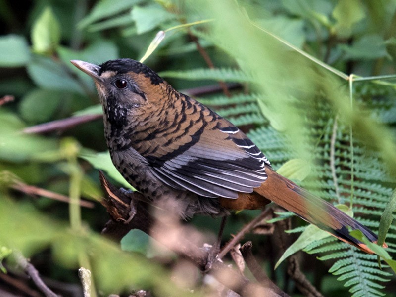 Rufous-chinned Laughingthrush - Aaron Lang