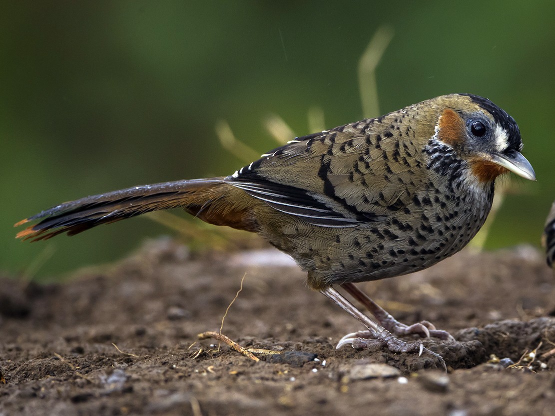 Rufous-chinned Laughingthrush - Ianthocincla rufogularis - Birds of the ...