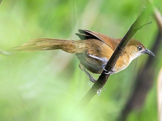  - Slender-billed Babbler