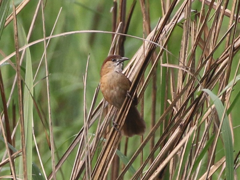 Slender-billed Babbler - Charley Hesse TROPICAL BIRDING