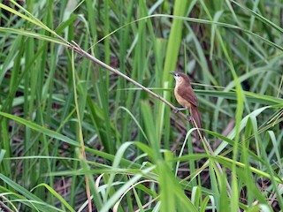  - Slender-billed Babbler