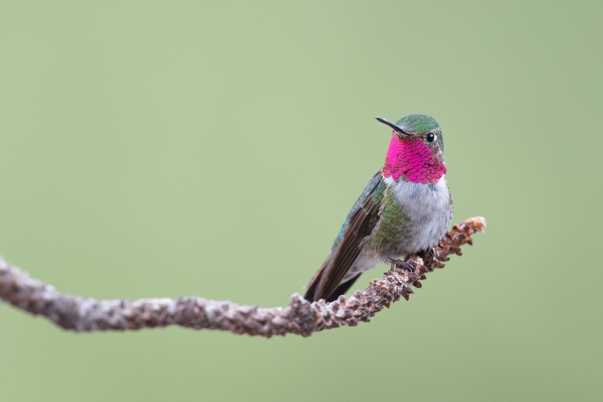 Broad-tailed Hummingbird - ML170668831