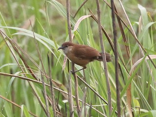 - Slender-billed Babbler