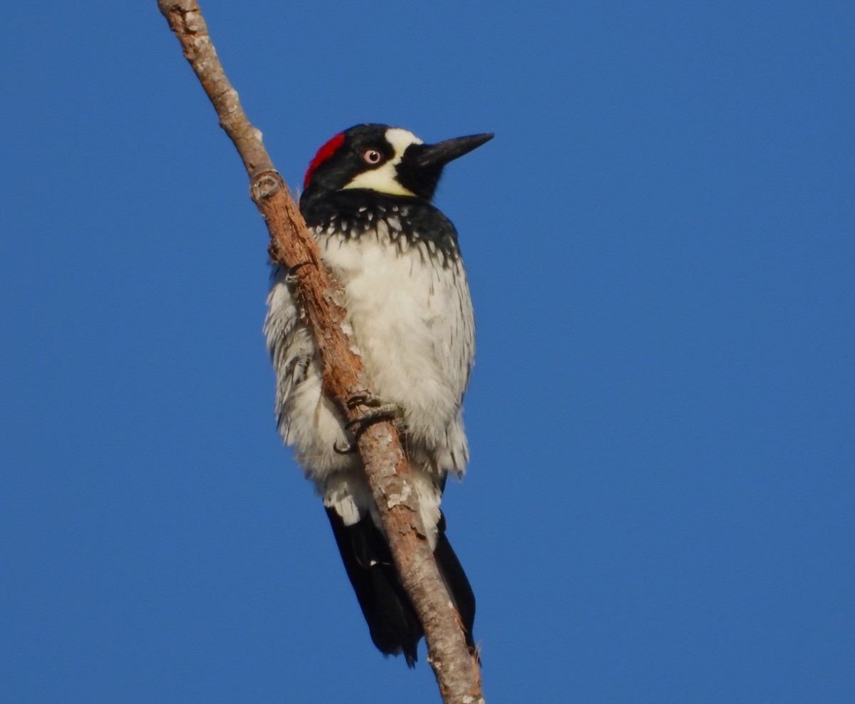 Acorn Woodpecker - ML170670681