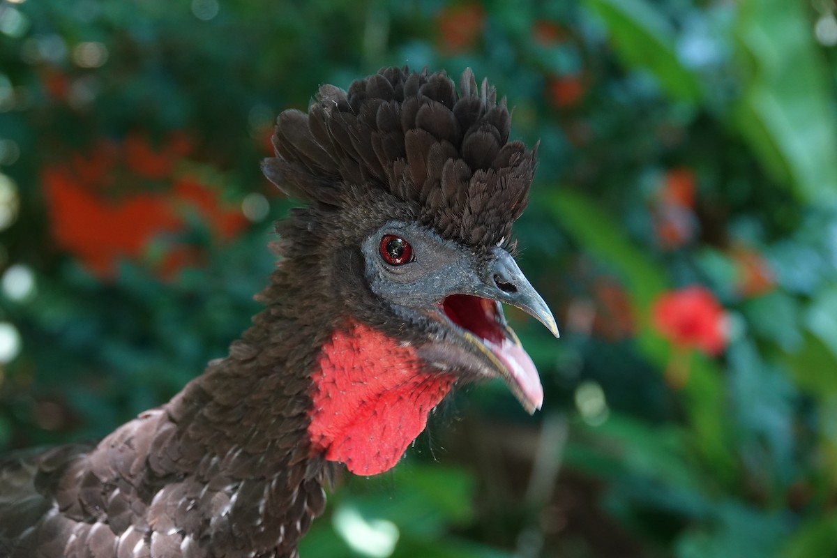 Crested Guan - ML170671511
