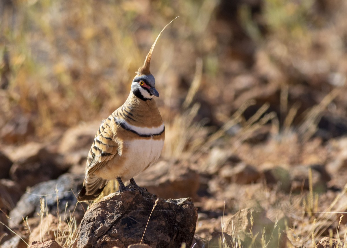 Spinifex Pigeon - ML170671781