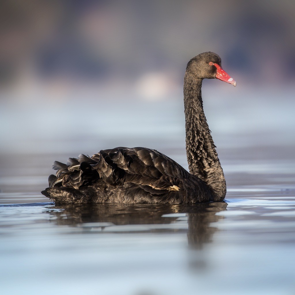 Black Swan - ML170672031