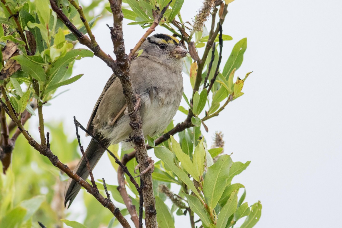 White-crowned x Golden-crowned Sparrow (hybrid) - ML170675391