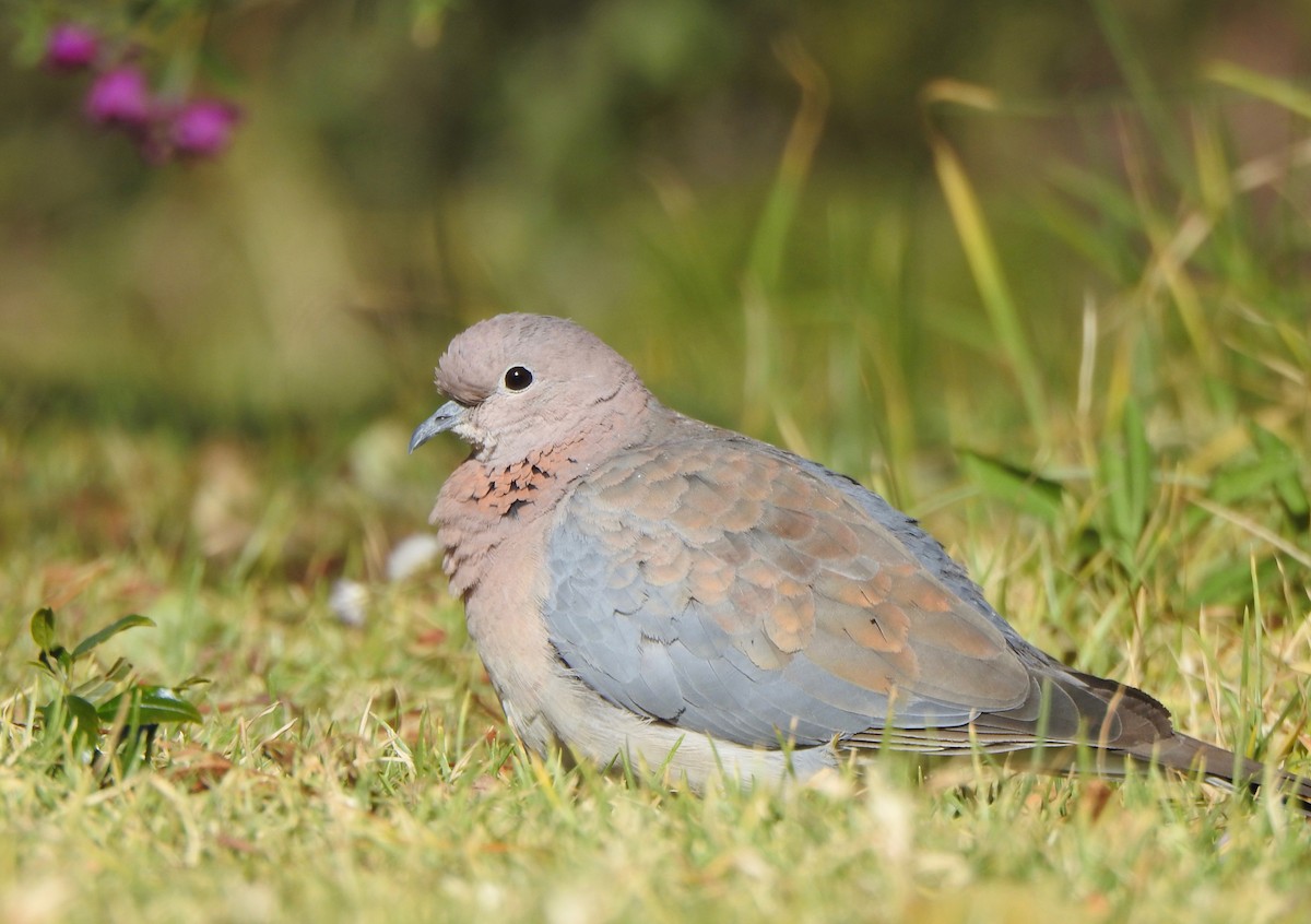 Laughing Dove - ML170677481