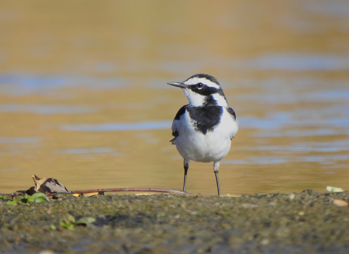 African Pied Wagtail - ML170677681