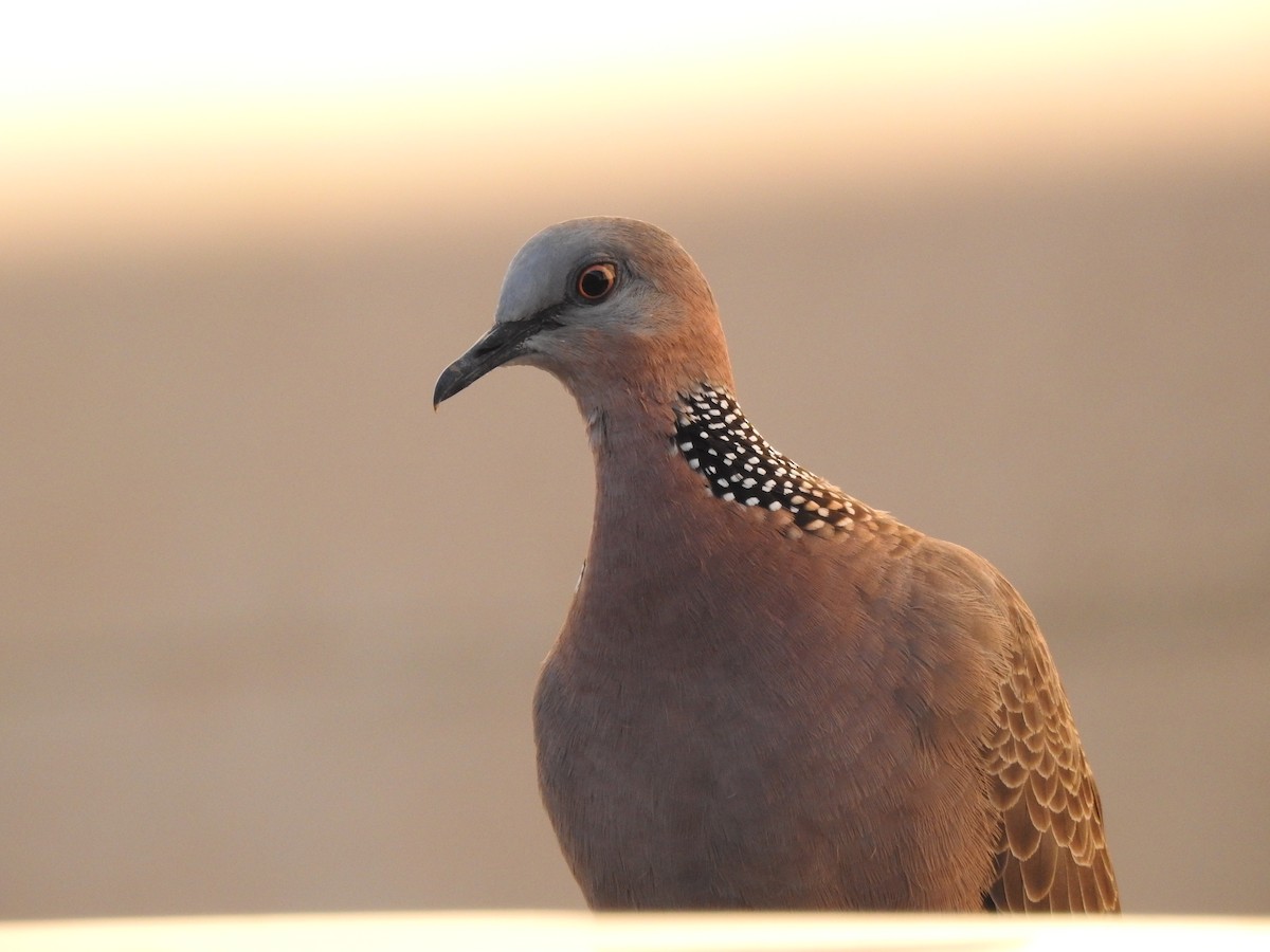 Spotted Dove - ML170680341