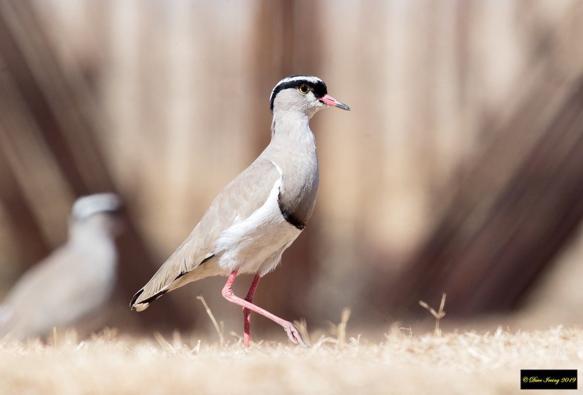 Crowned Lapwing - ML170683141
