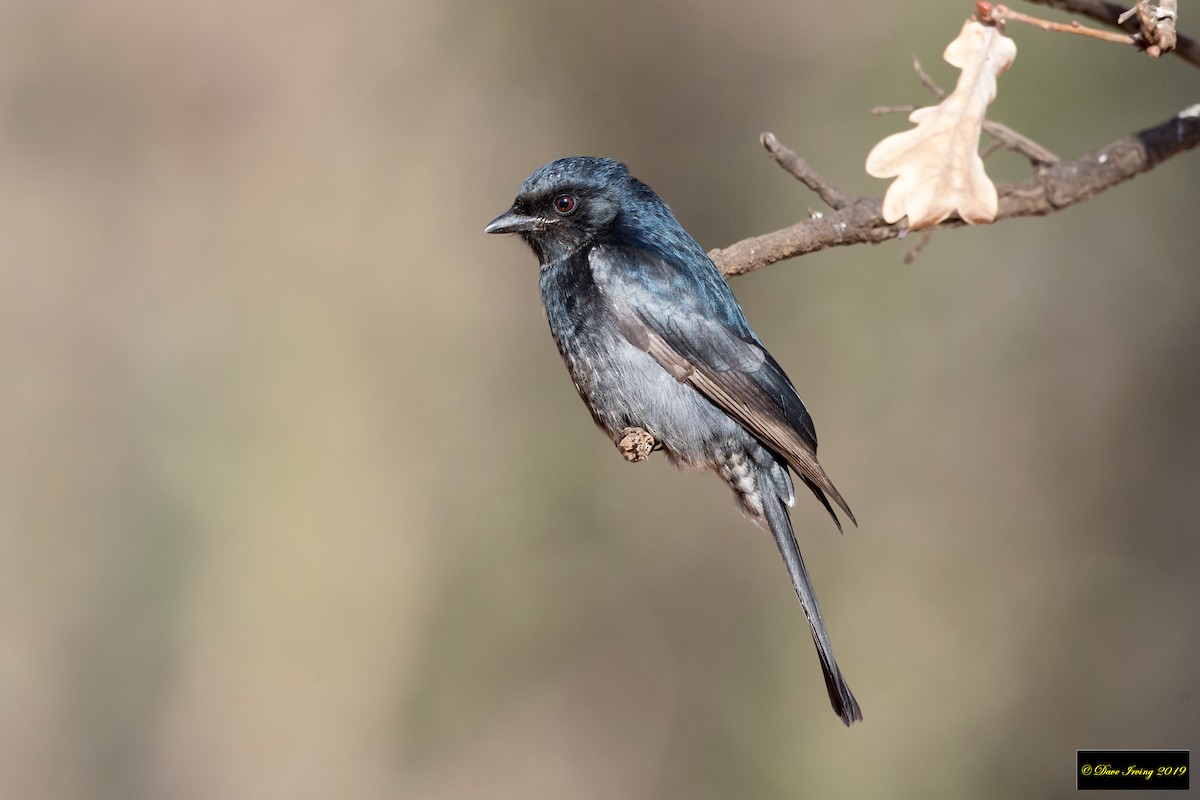 Fork-tailed Drongo - ML170683761