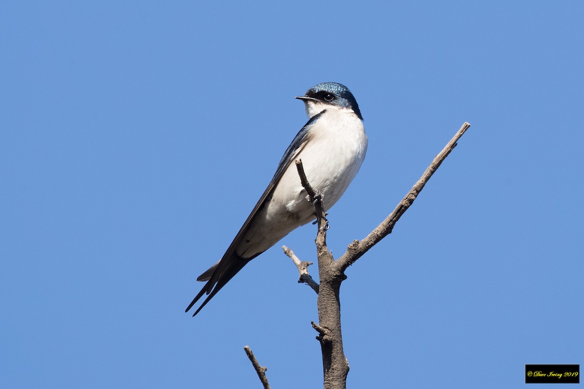 Pearl-breasted Swallow - David Irving