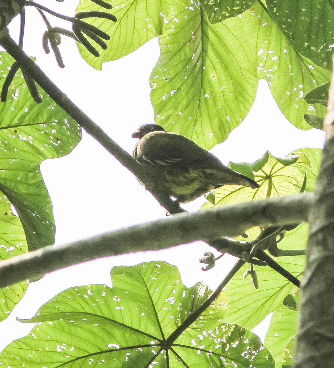 Sao Tome Green-Pigeon - ML170684921
