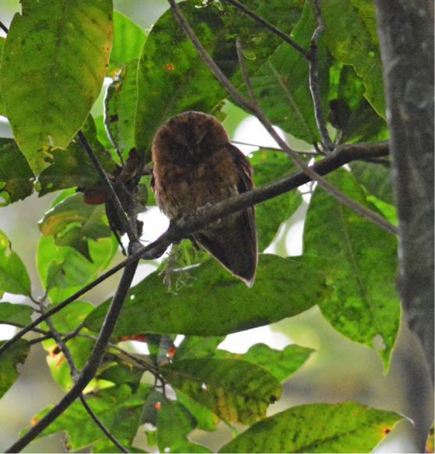 Sao Tome Scops-Owl - ML170685171