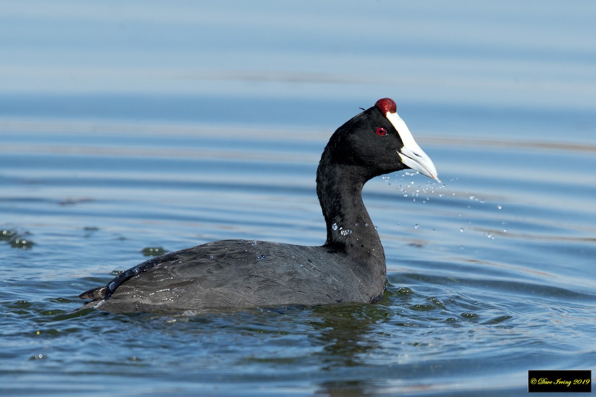 Red-knobbed Coot - ML170685201