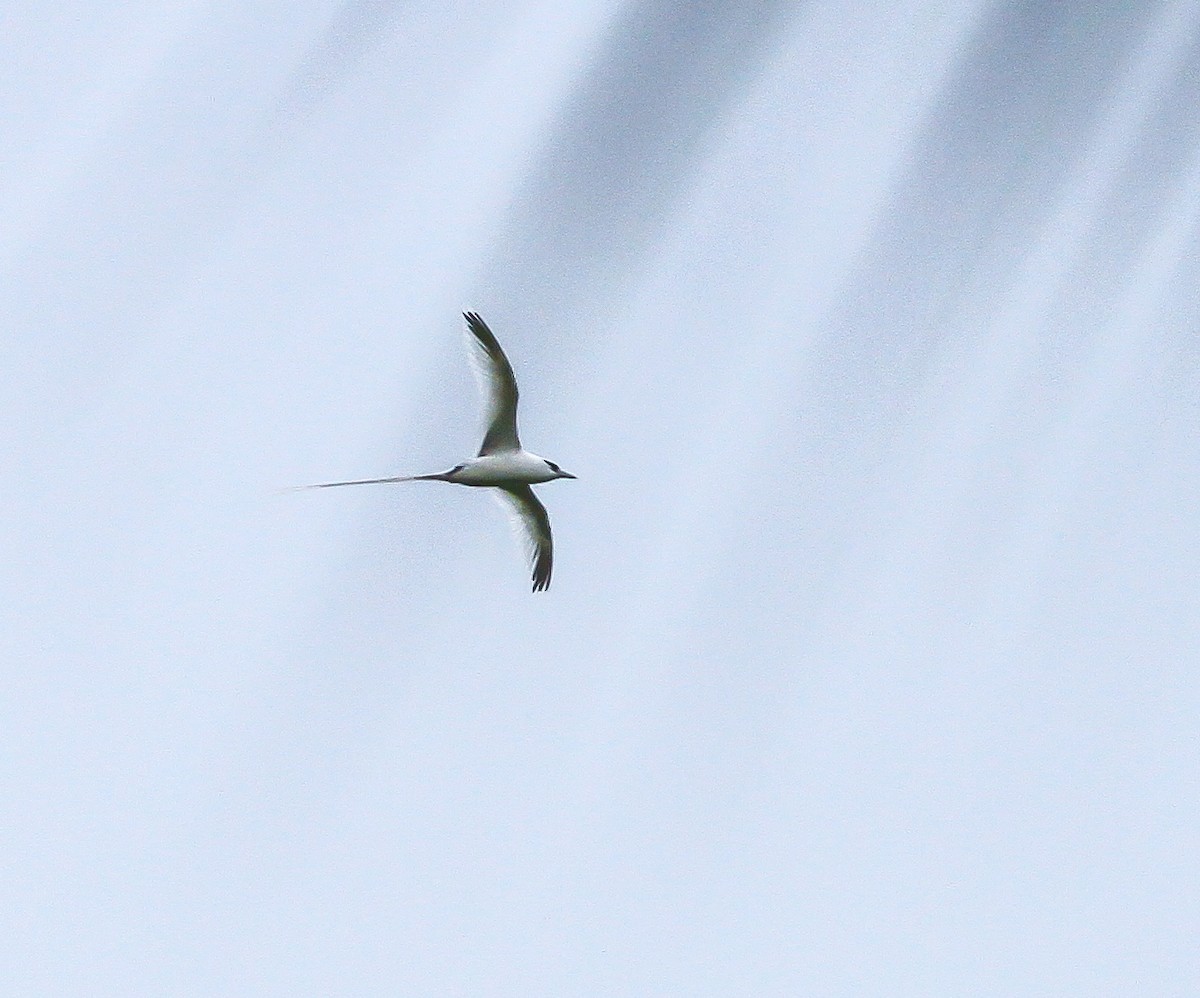 White-tailed Tropicbird (Ascension) - Phil Hyde