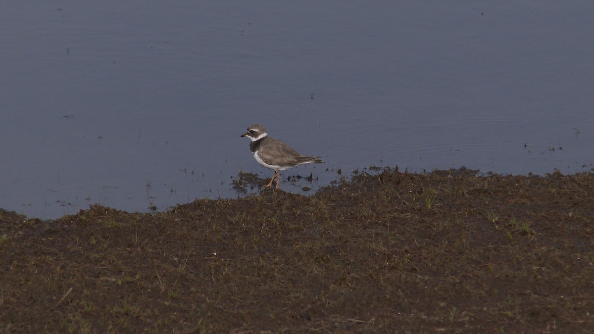 Common Ringed Plover - ML170686201