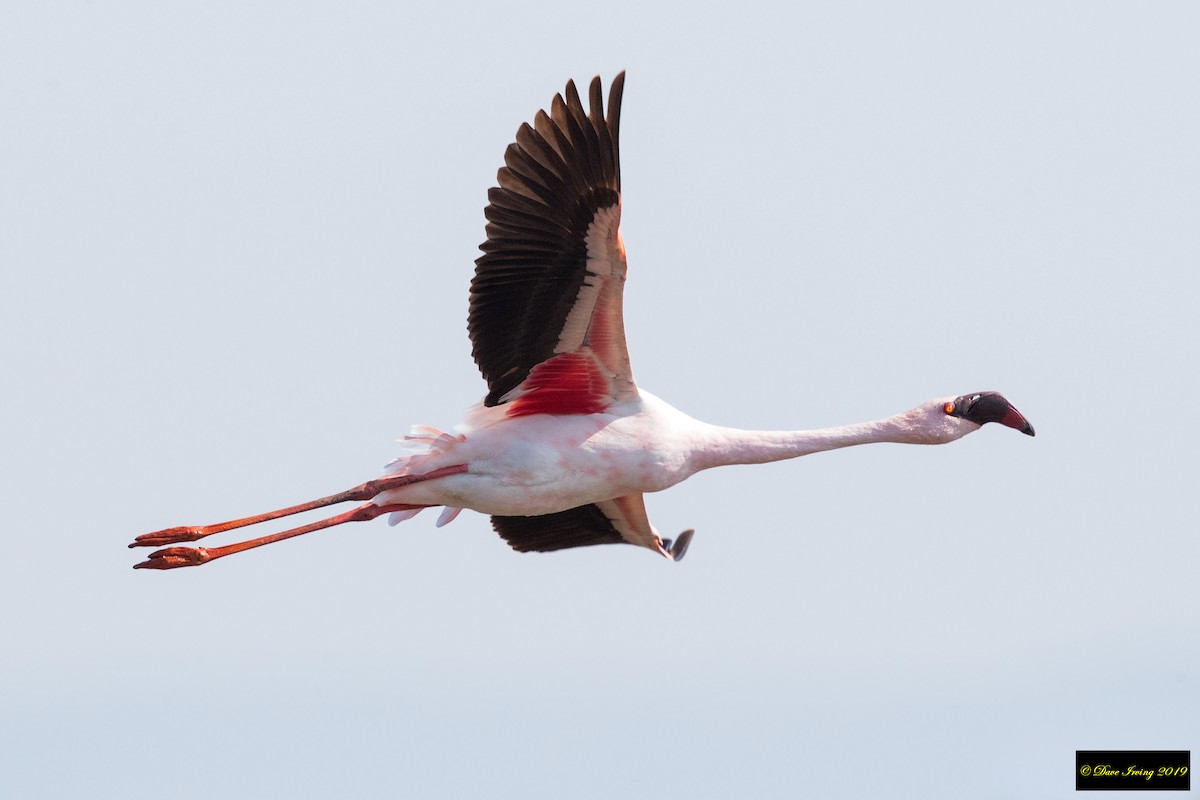 Lesser Flamingo - David Irving