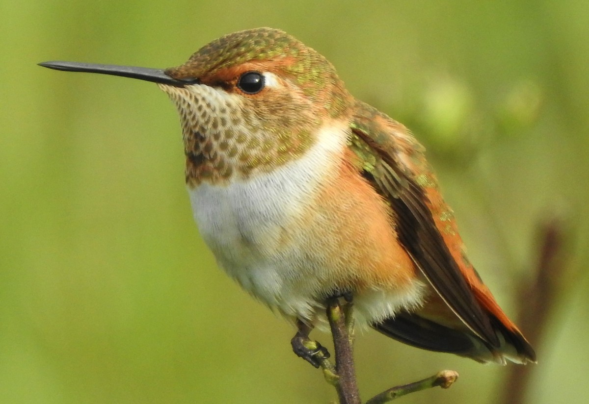 Rufous Hummingbird - Kent Miller