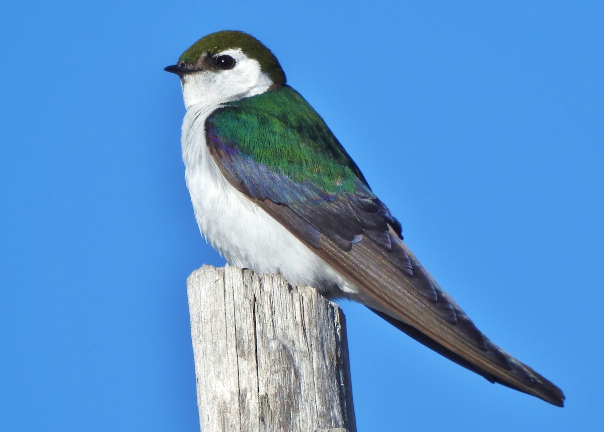 Violet-green Swallow - ML170700111