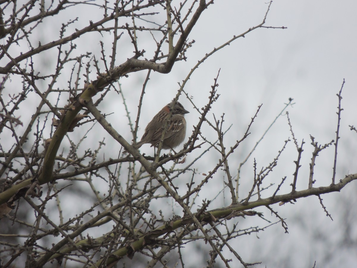 Rufous-collared Sparrow - ML170700681