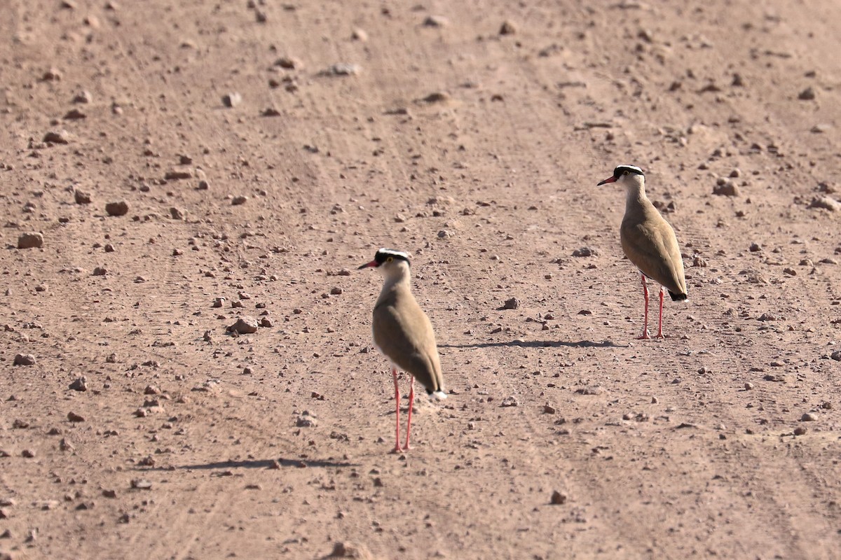 Crowned Lapwing - ML170702221