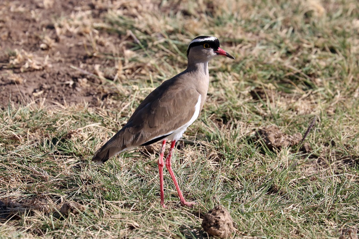 Crowned Lapwing - ML170702241