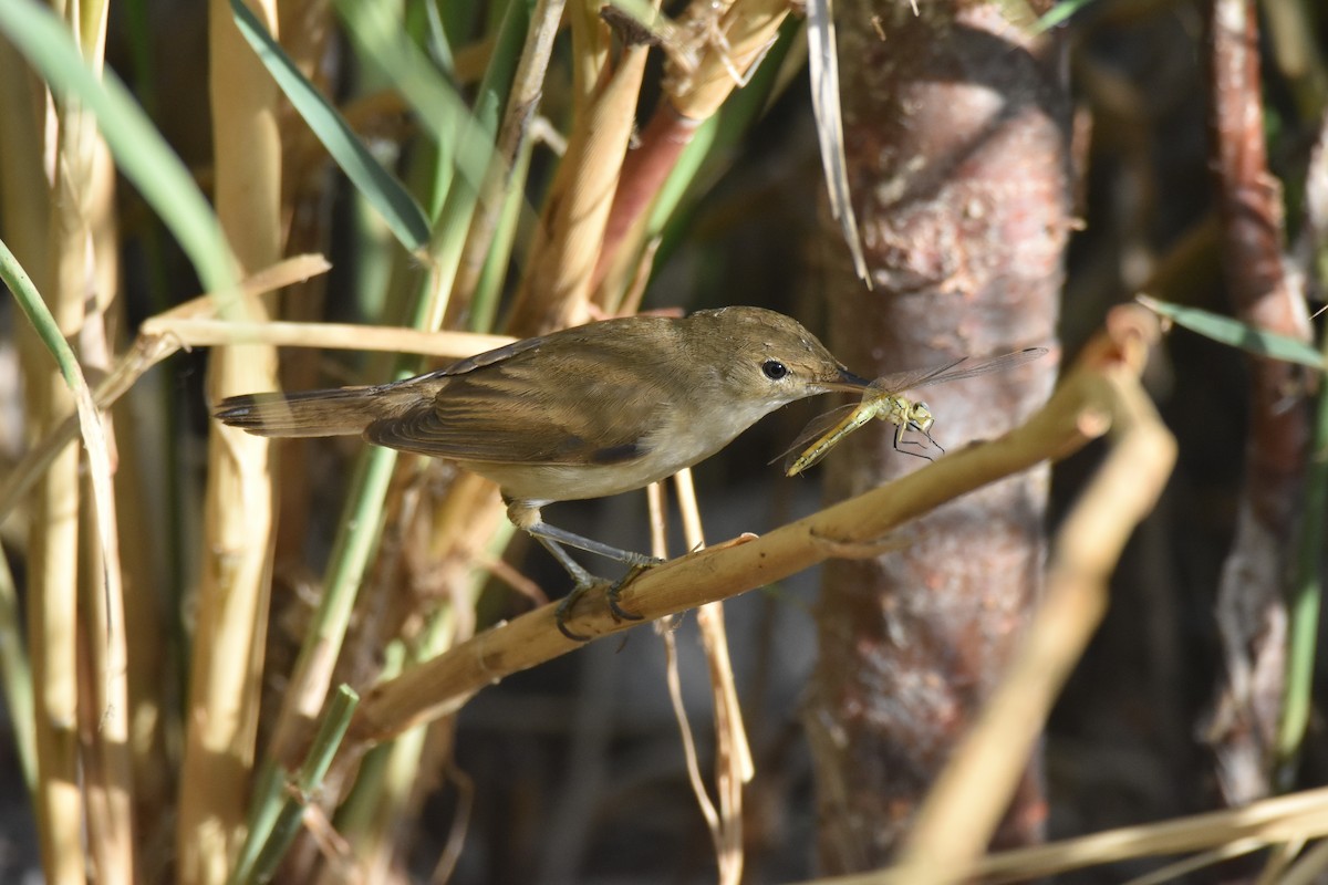 Common Reed Warbler - ML170702801