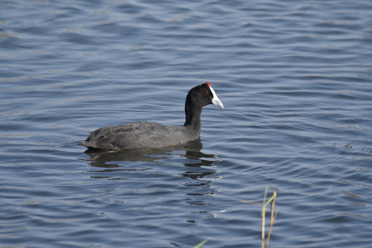 Red-knobbed Coot - ML170703291
