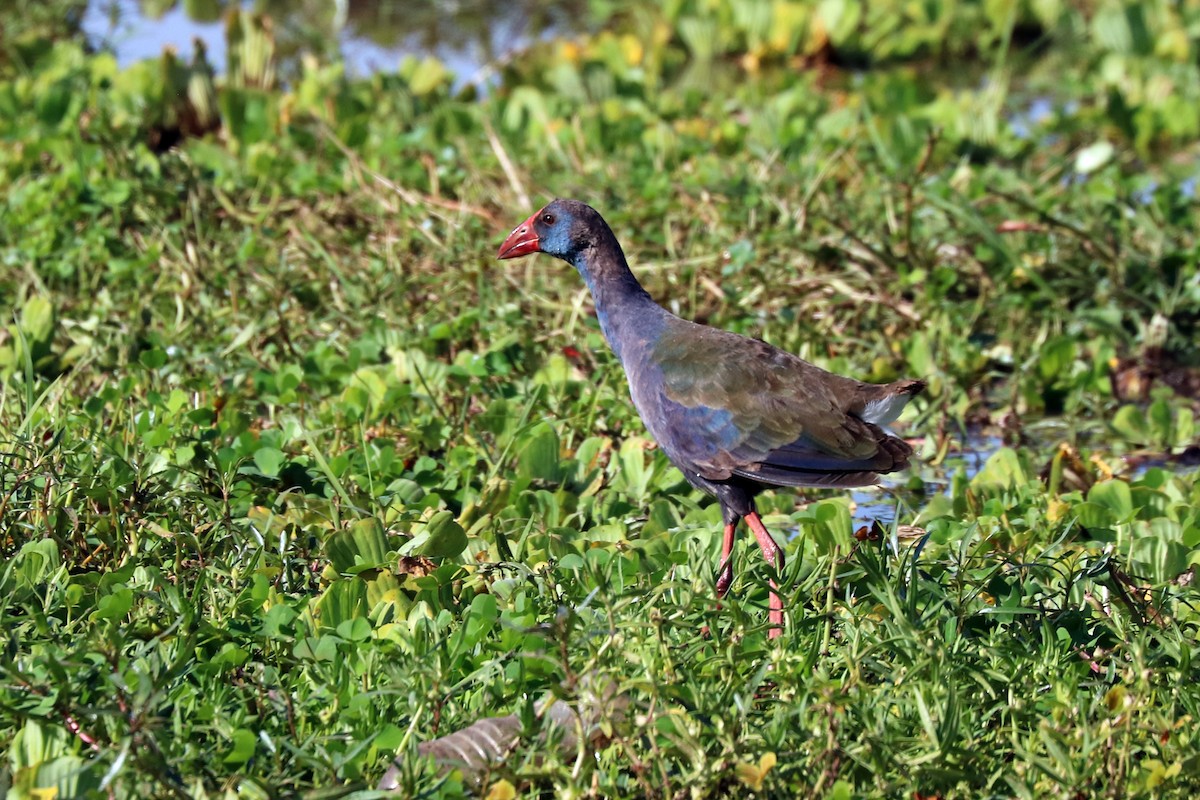 African Swamphen - Colin Sumrall