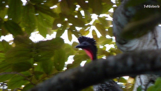 Crested Guan - ML170704411