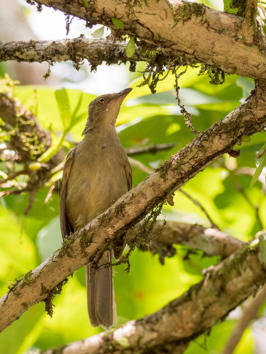 Red-eyed Bulbul - Anonymous