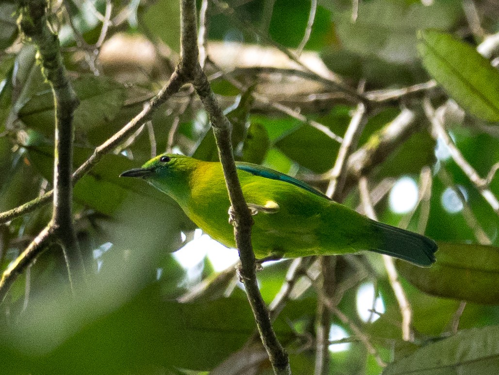 Blue-winged Leafbird - Anonymous