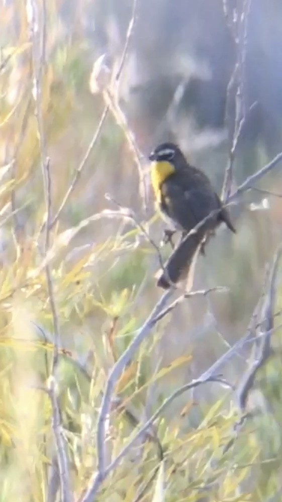 Yellow-breasted Chat - ML170708401