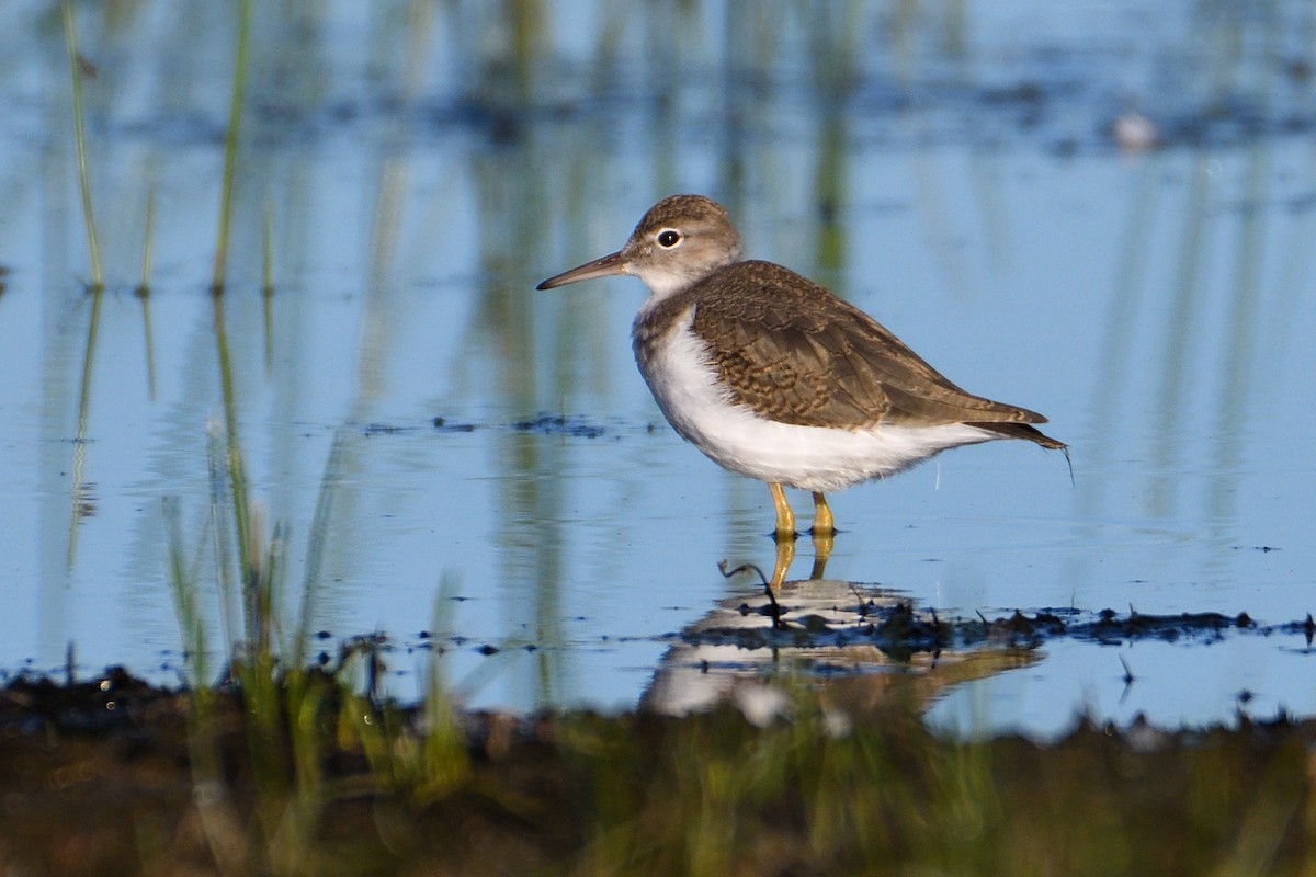 Spotted Sandpiper - James Moodie