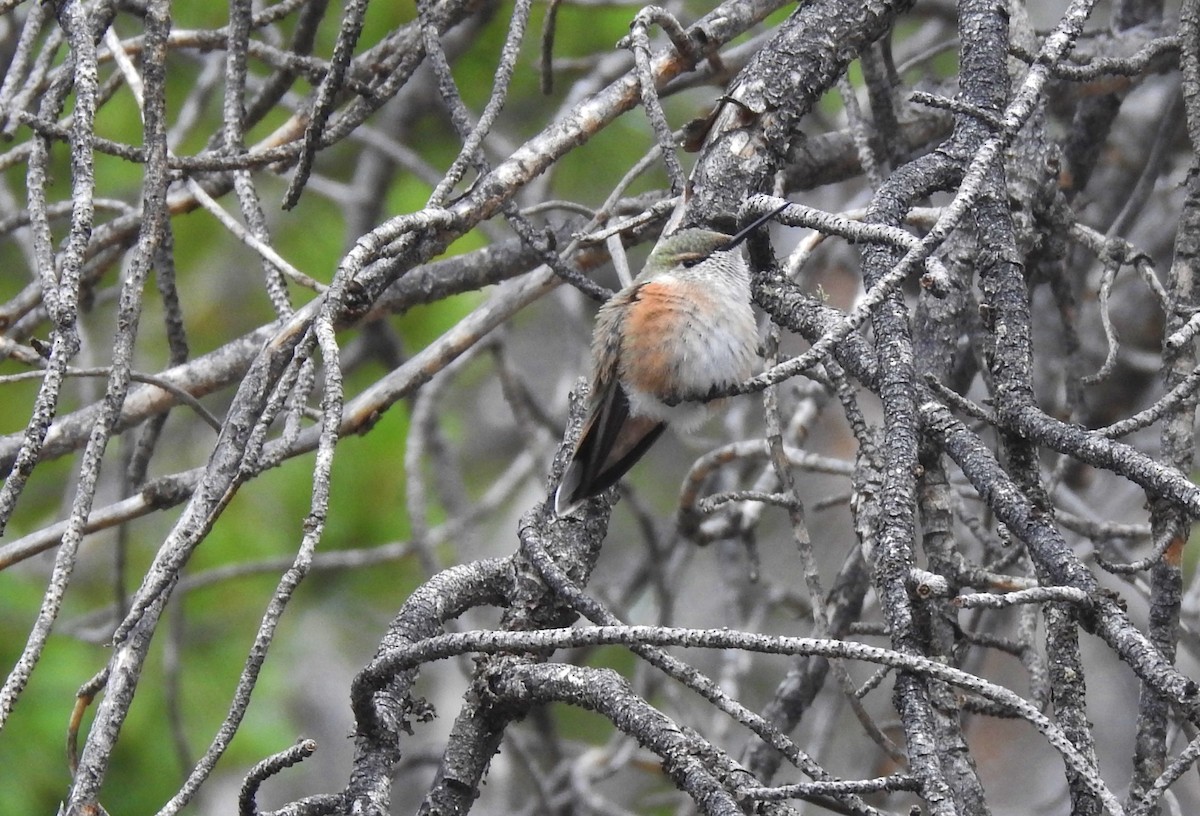 Broad-tailed Hummingbird - Kent Miller