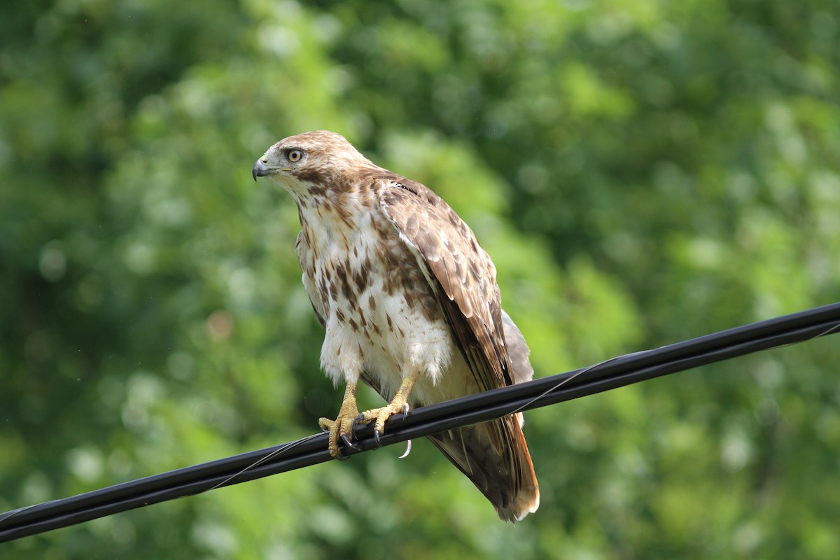 Red-tailed Hawk - Mylene  Paulhus, Perreault