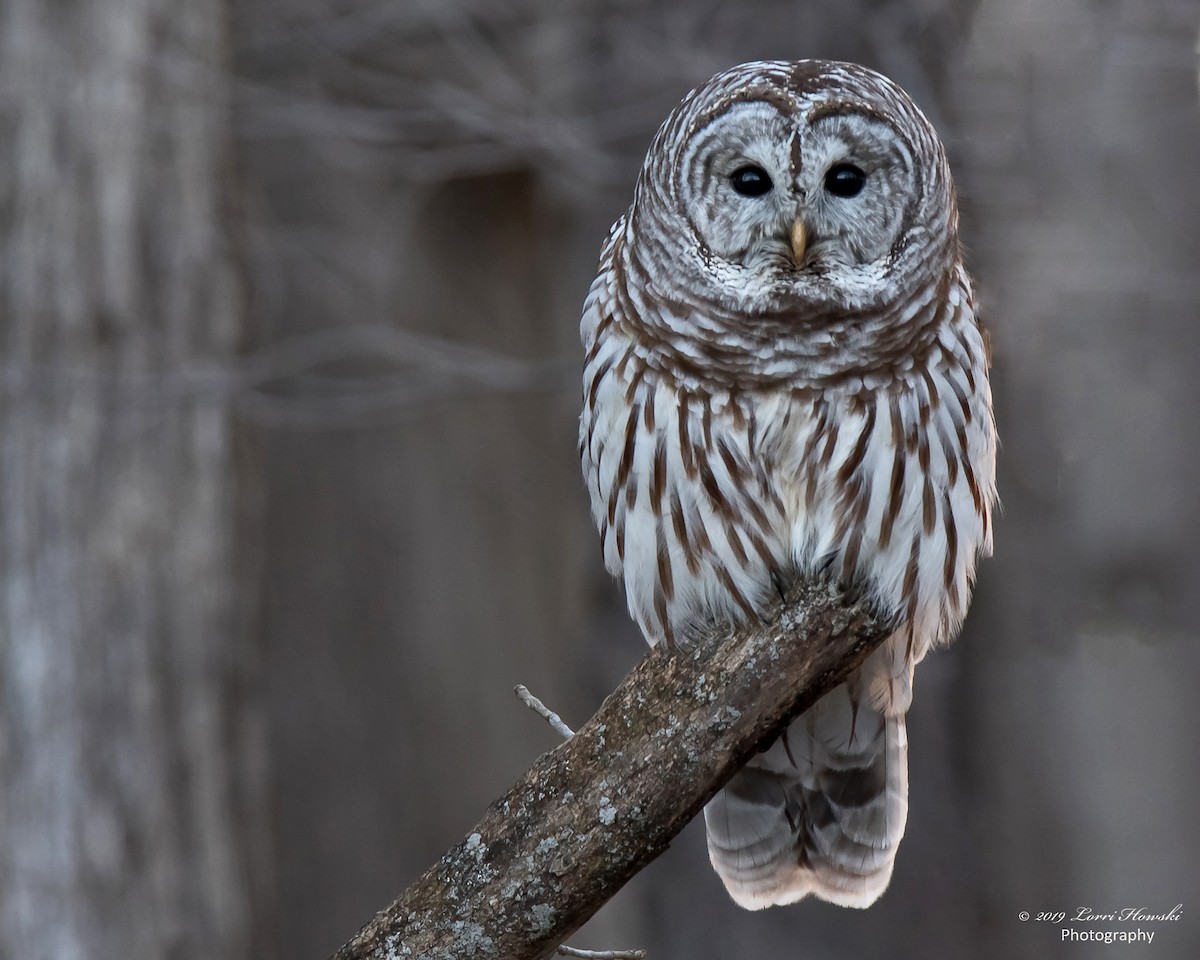 Barred Owl - Lorri Howski 🦋