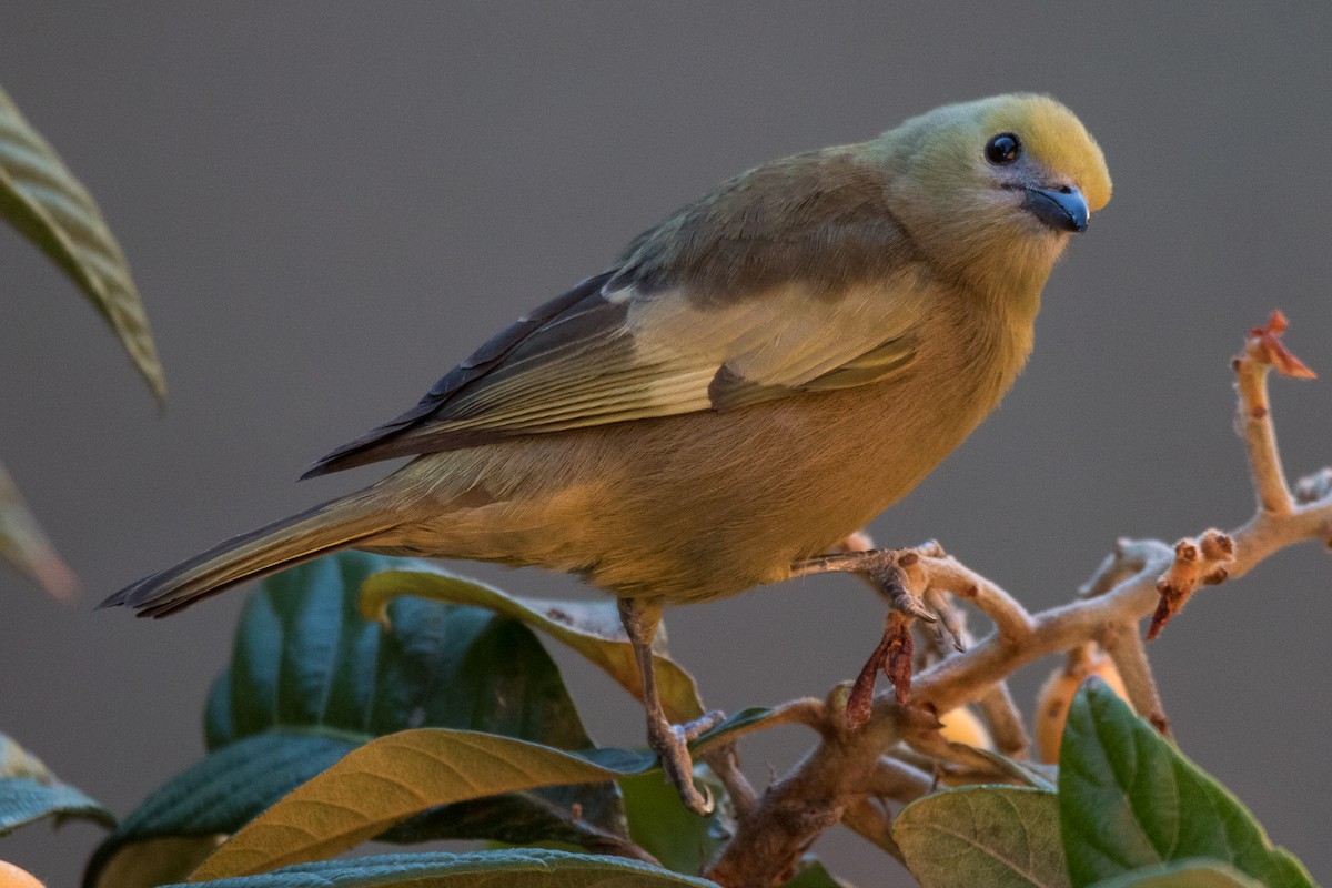 Palm Tanager - ML170715841