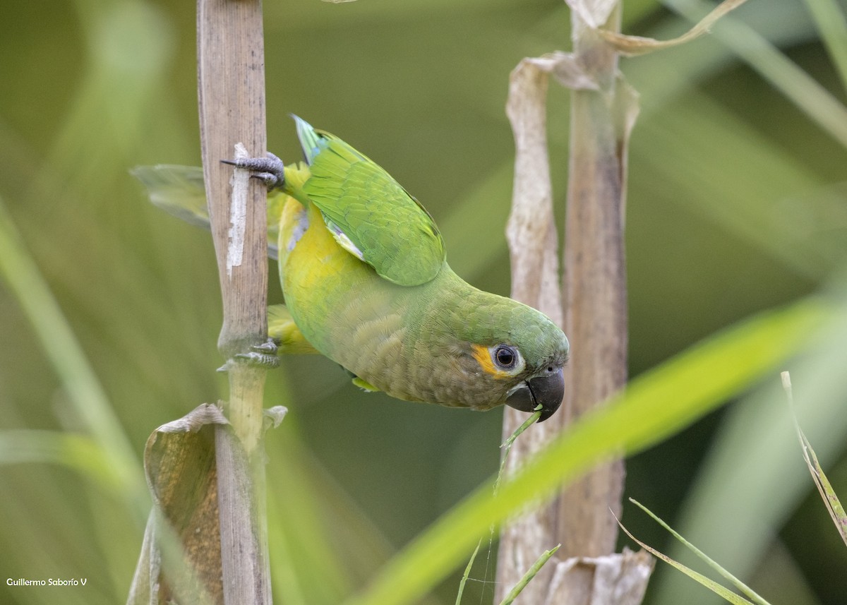 Brown-throated Parakeet - Guillermo  Saborío Vega