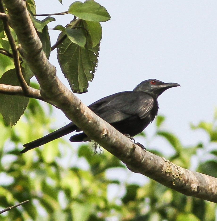 Chestnut-winged Starling (Chestnut-winged) - eBird