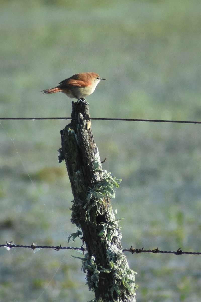 Yellow-chinned Spinetail - ML170718051