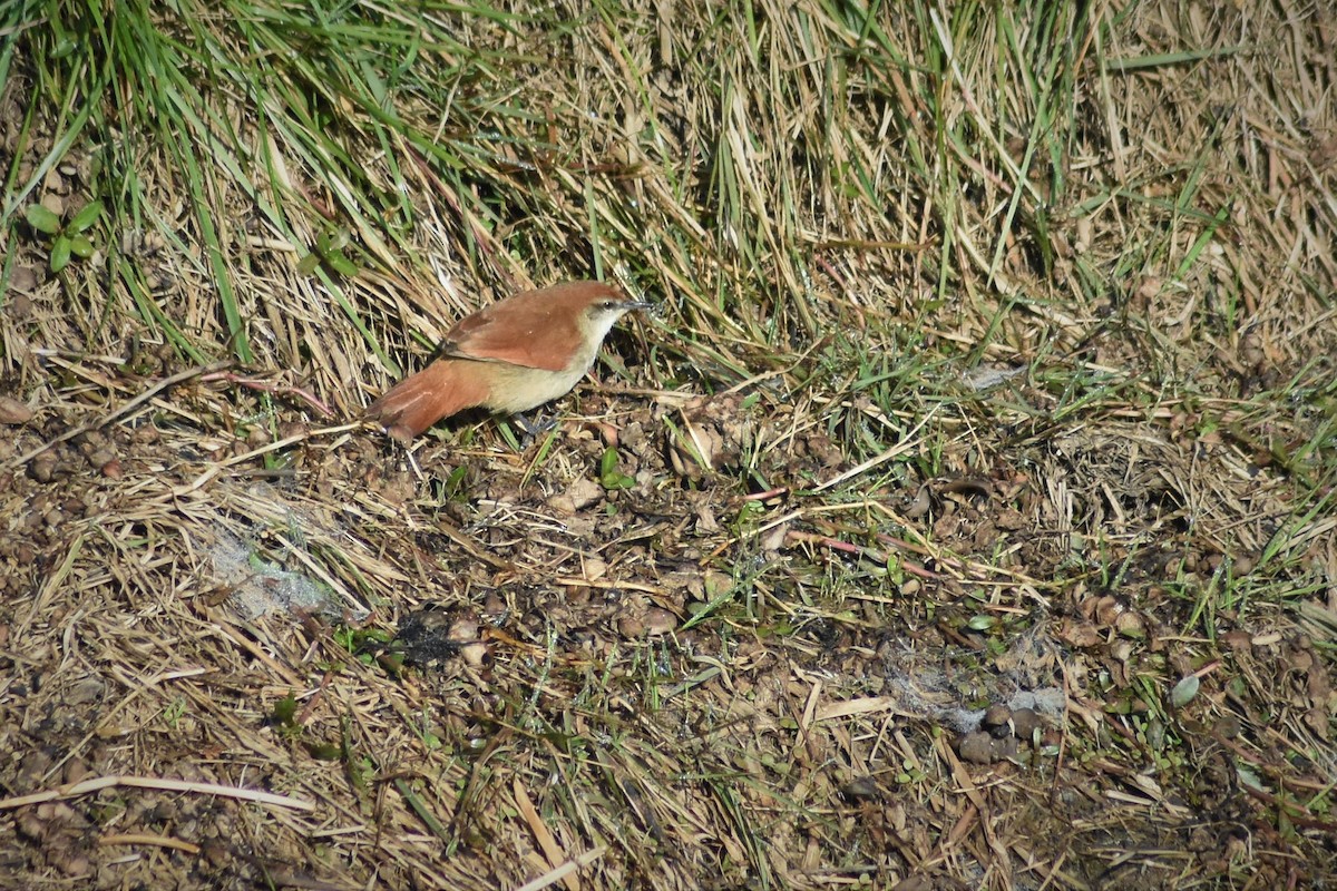 Yellow-chinned Spinetail - ML170718081