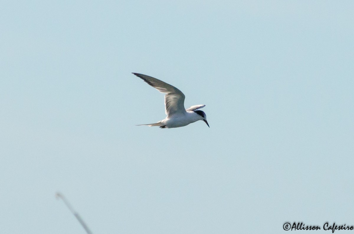 Common Tern - Allisson Cafeseiro