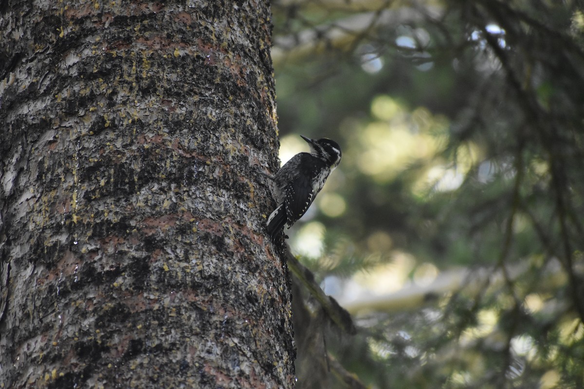 American Three-toed Woodpecker - Garrett Rhyne