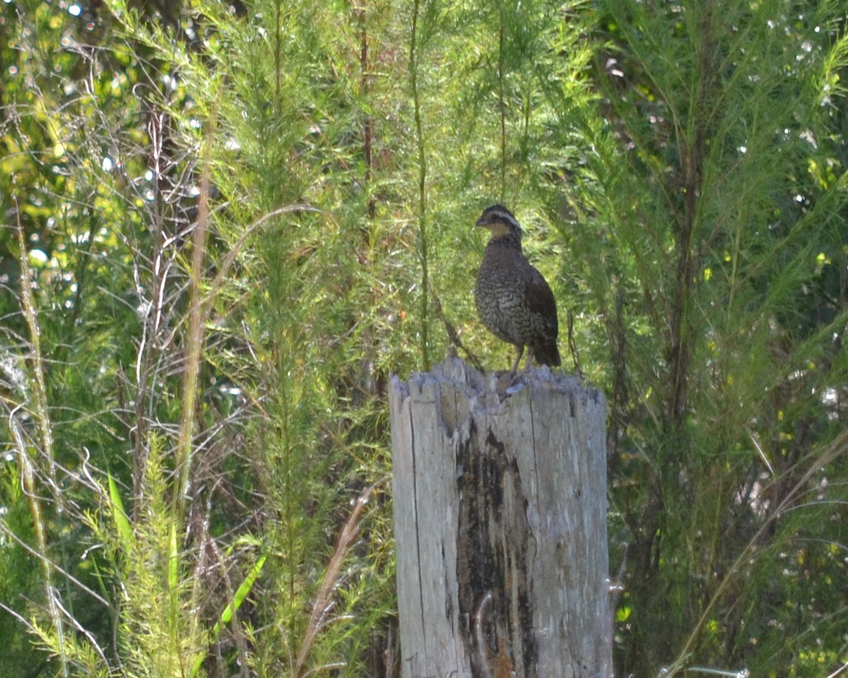 eBird Checklist - 1 Aug 2019 - Guana River WMA - 49 species