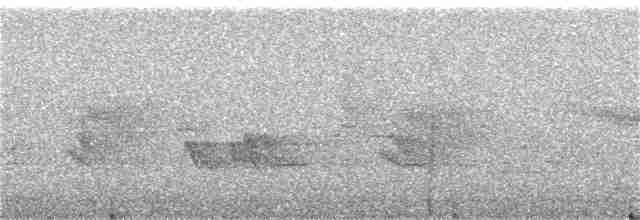 Ширококрылый канюк (platypterus) - ML170722031